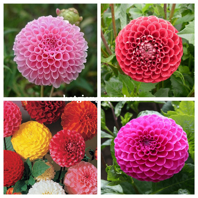 Hạt Giống Hoa Thược Dược Tổ Ong - 50 Hạt