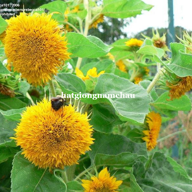 Hạt Giống Hướng Dương L&ugrave;n K&eacute;p - 30 Hạt