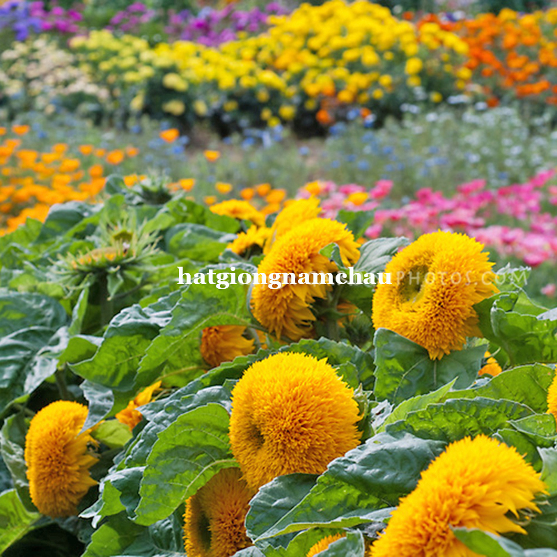 Hạt Giống Hướng Dương L&ugrave;n K&eacute;p - 30 Hạt