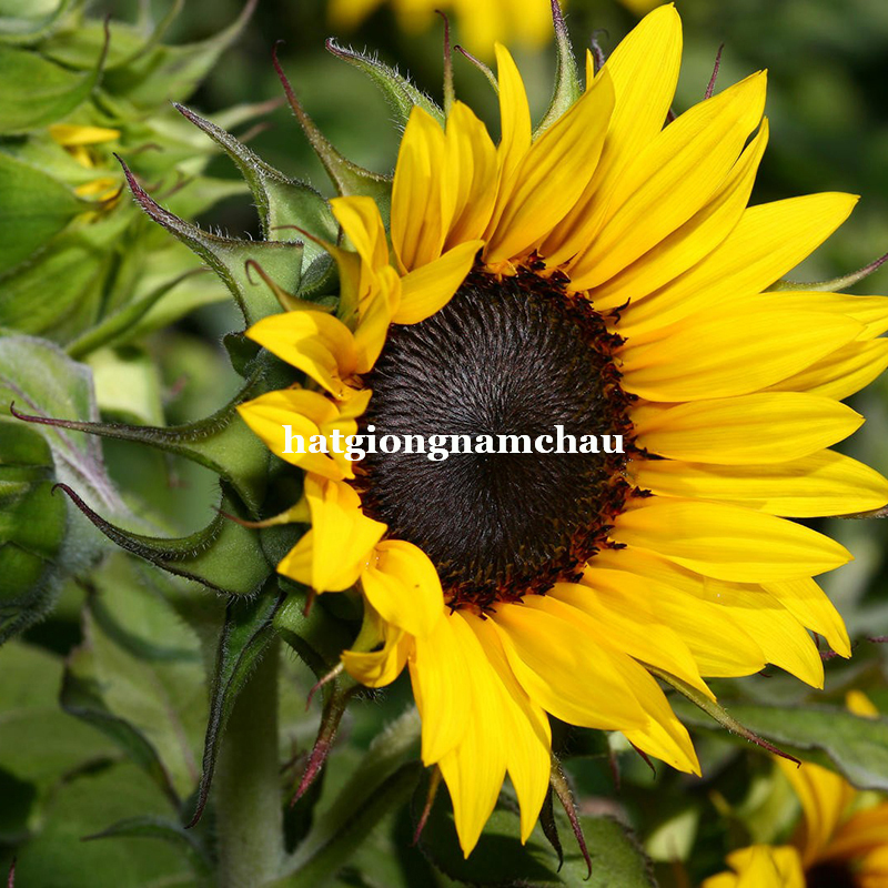 Hạt Giống Hướng Dương V&agrave;ng Cao - 20 Hạt