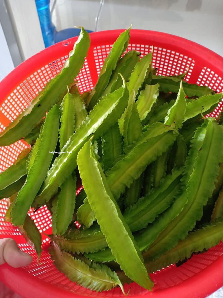 Hạt Giống Đậu Rồng - 10 Gram