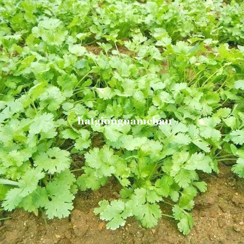 Hạt Giống Rau Ngò - 20 Gram