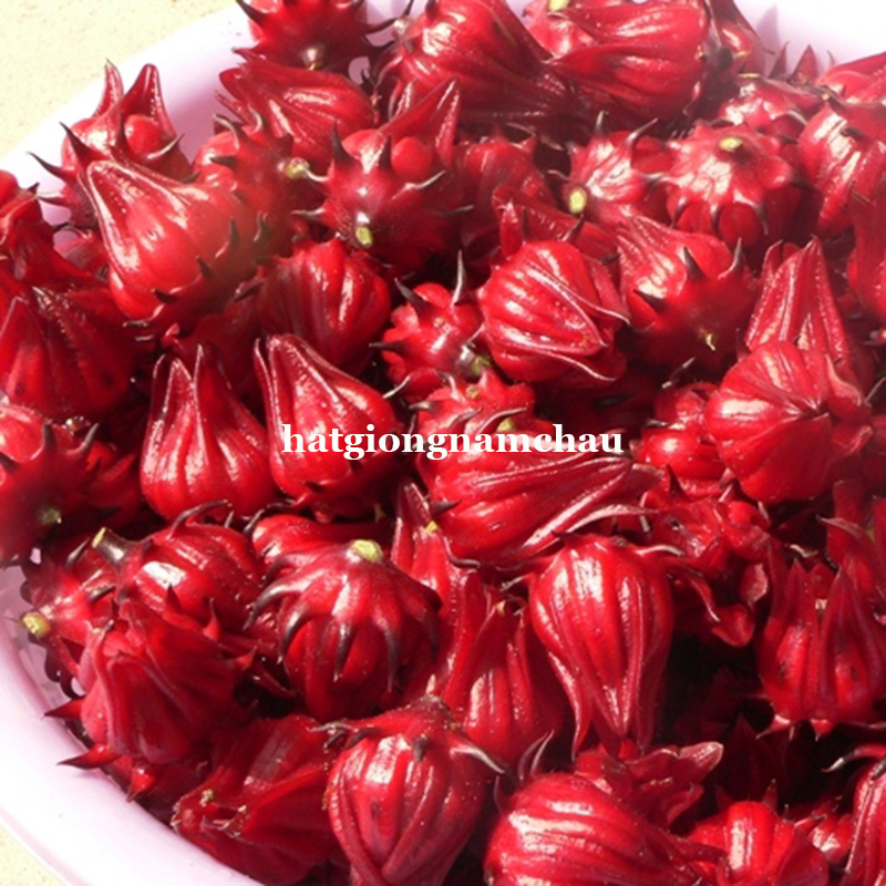 HẠT GIỐNG ATISO ĐỎ ( BỤP GIẤM )