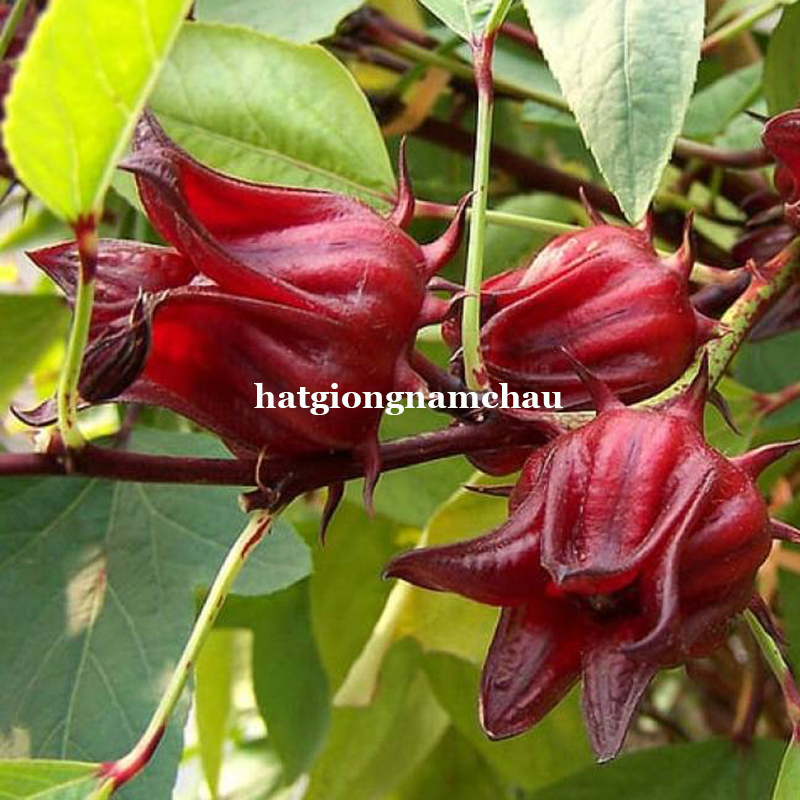 HẠT GIỐNG ATISO ĐỎ ( BỤP GIẤM )
