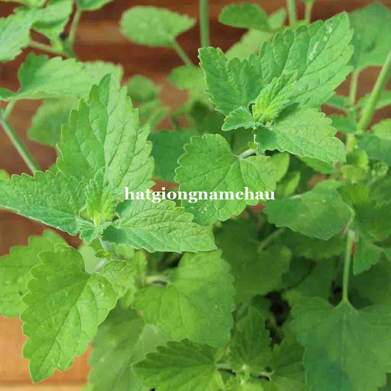 Hạt Giống Bạc H&agrave; M&egrave;o Catnip - 50 Hạt