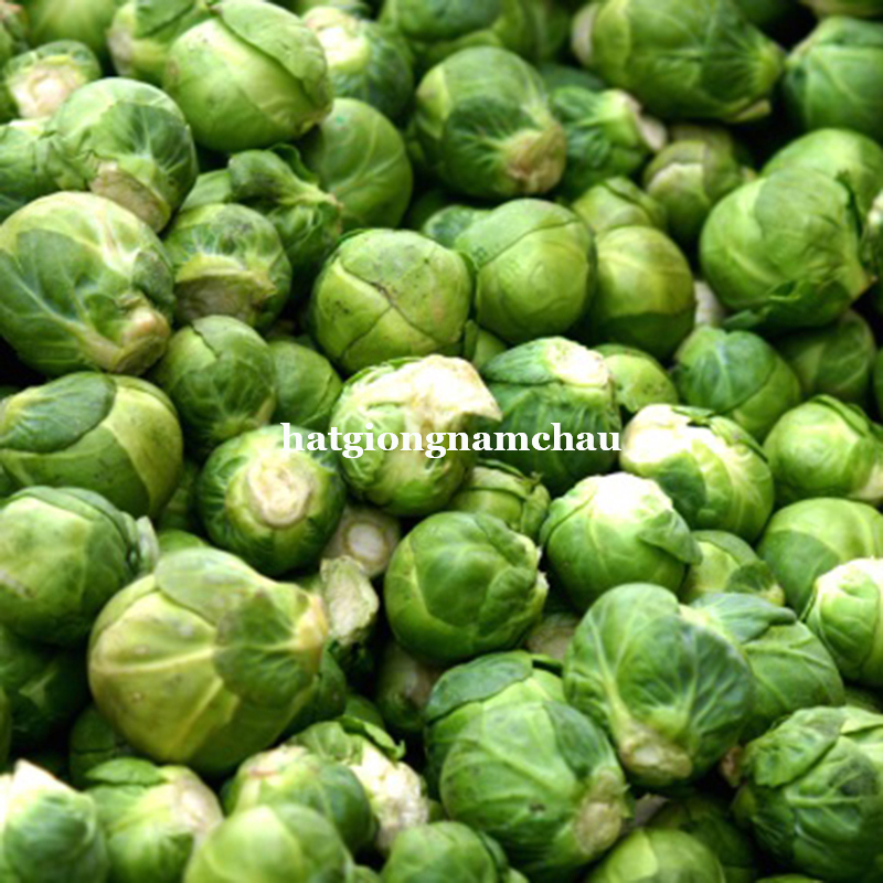 Hạt Giống Bắp Cải T&iacute; Hon Xanh - 0,5 Gram