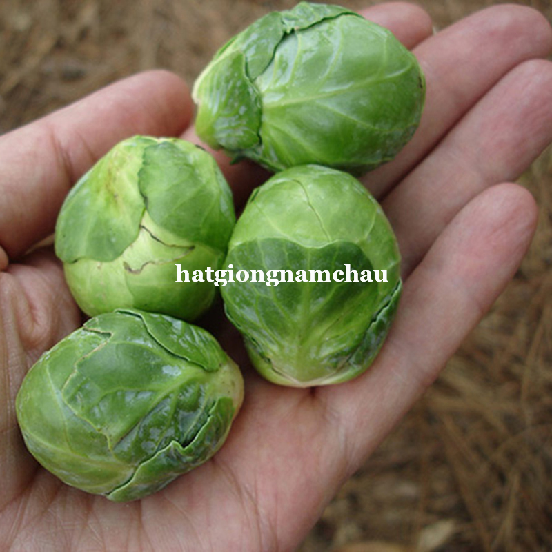 Hạt Giống Bắp Cải T&iacute; Hon Xanh - 0,5 Gram
