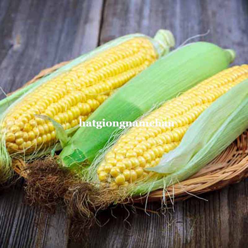 Hạt Giống Bắp (Ng&ocirc; ) Ngọt - 10 Gram