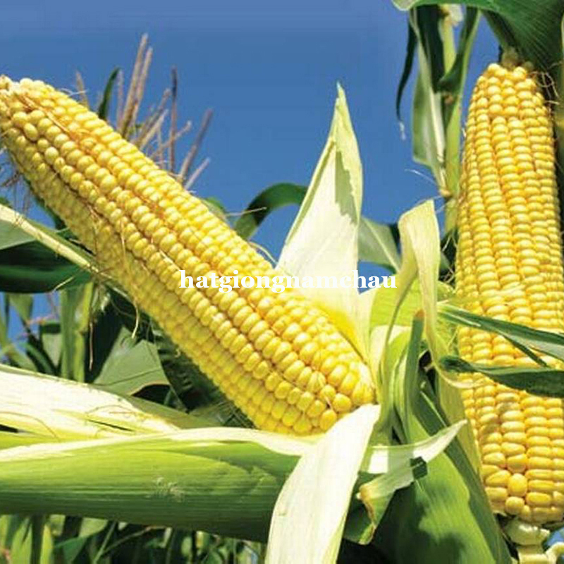 Hạt Giống Bắp (Ng&ocirc; ) Ngọt - 10 Gram