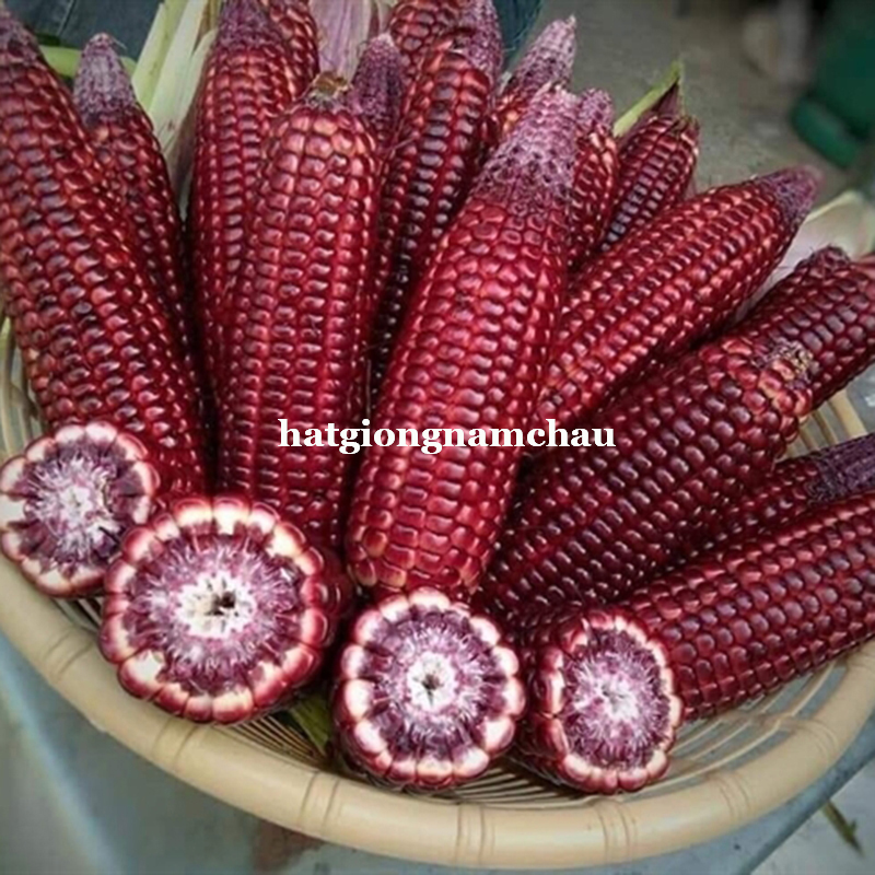 Hạt Giống Bắp Ng&ocirc; T&iacute;m - 20 Hạt