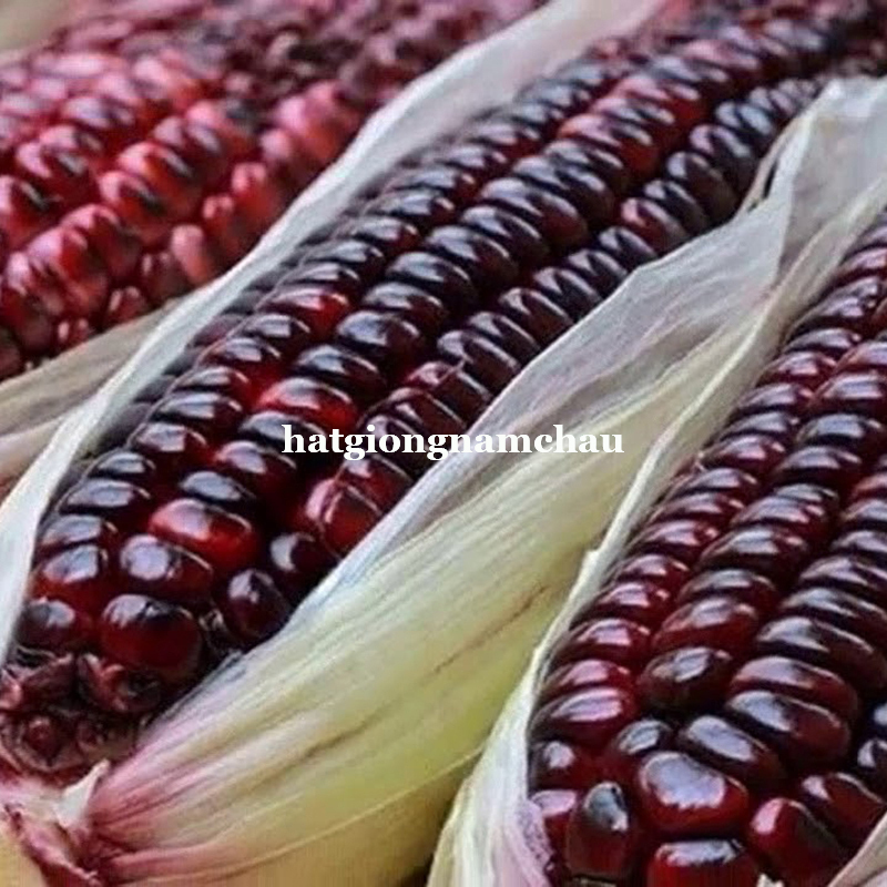 Hạt Giống Bắp Ng&ocirc; T&iacute;m - 20 Hạt
