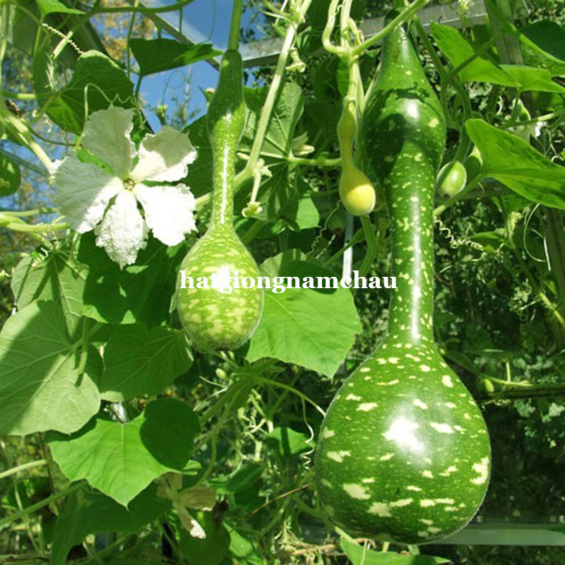 Hạt Giống Bầu Thi&ecirc;n Nga - 5 Hạt