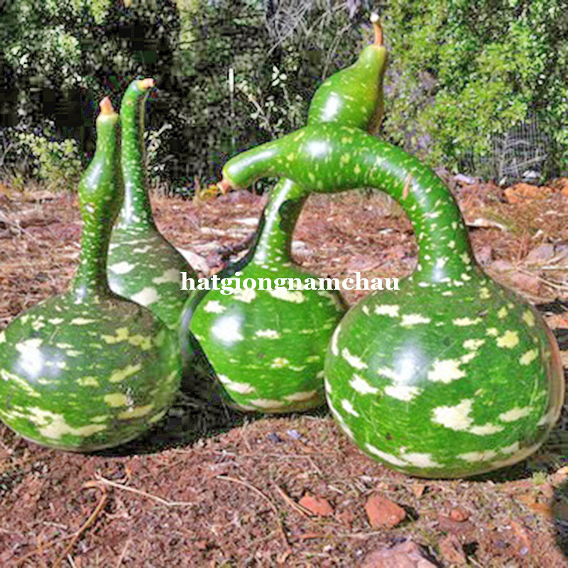 Hạt Giống Bầu Thi&ecirc;n Nga - 5 Hạt