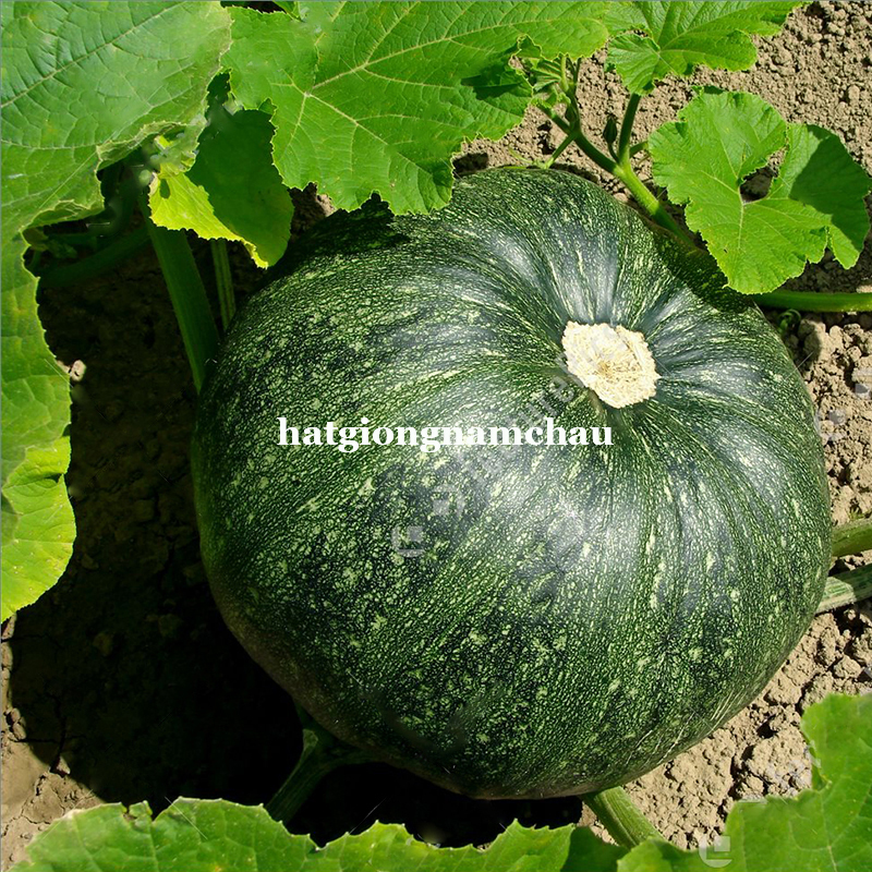 Hạt Giống B&iacute; Đỏ Da Xanh - 10 Hạt