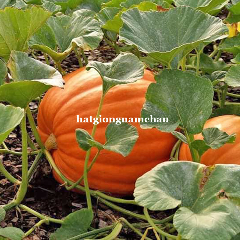Hạt Giống B&iacute; Ng&ocirc; Khổng Lồ - 5 Hạt