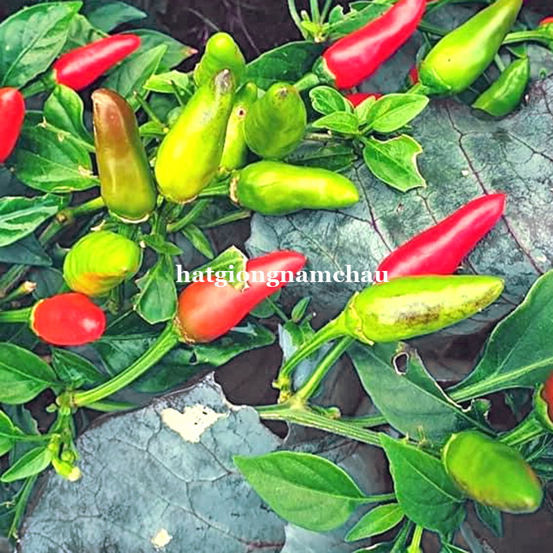 Hạt Giống Ớt Xiêm - 30 Hạt
