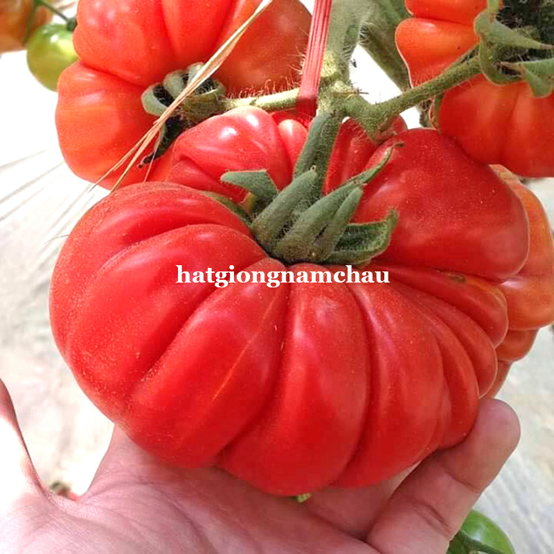 Hạt Giống C&agrave; Chua B&iacute; Ng&ocirc; - 20 Hạt