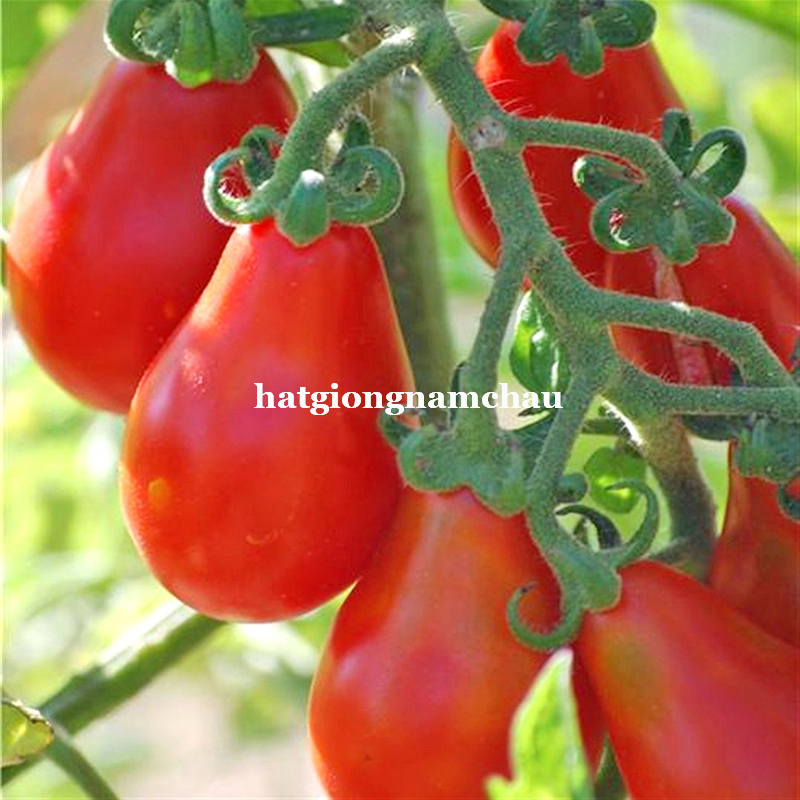 Hạt Giống C&agrave; Chua Cherry L&ecirc; Đỏ - 30 Hạt