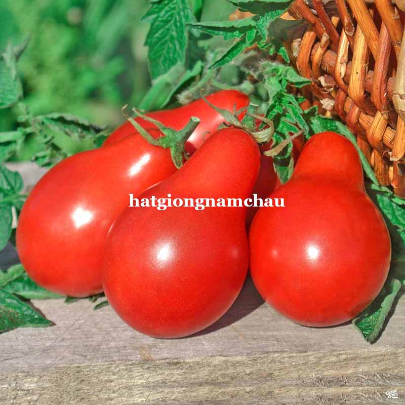 Hạt Giống C&agrave; Chua Cherry L&ecirc; Đỏ - 30 Hạt