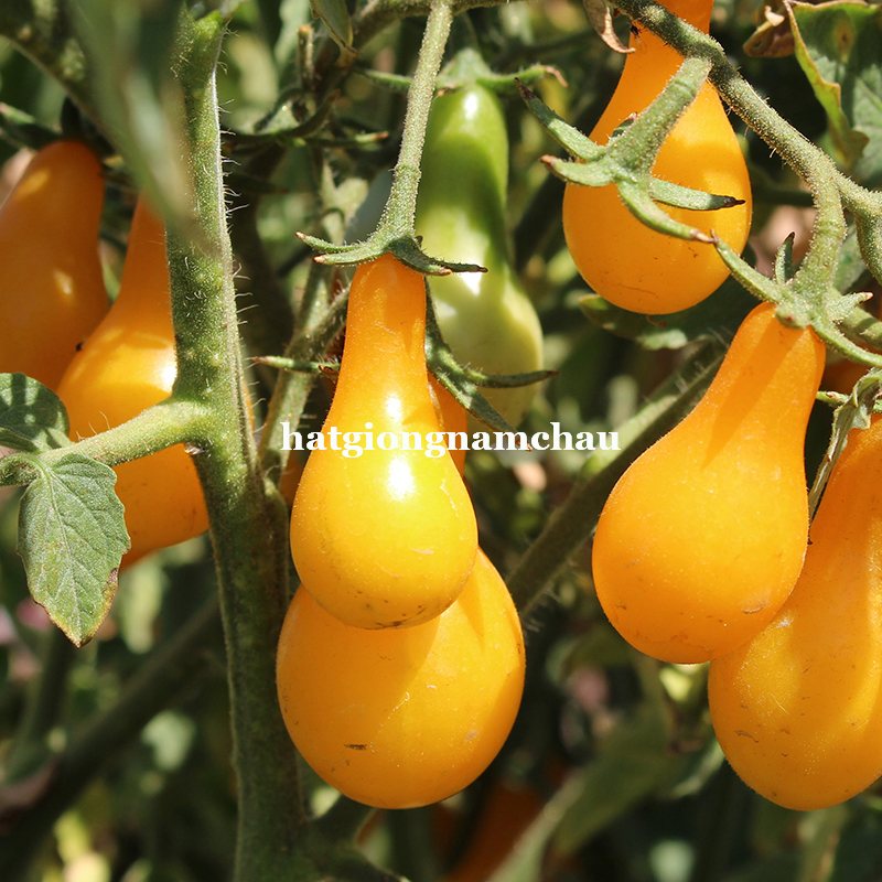 Hạt Giống Cà Chua Cherry Lê Vàng - 20 Hạt