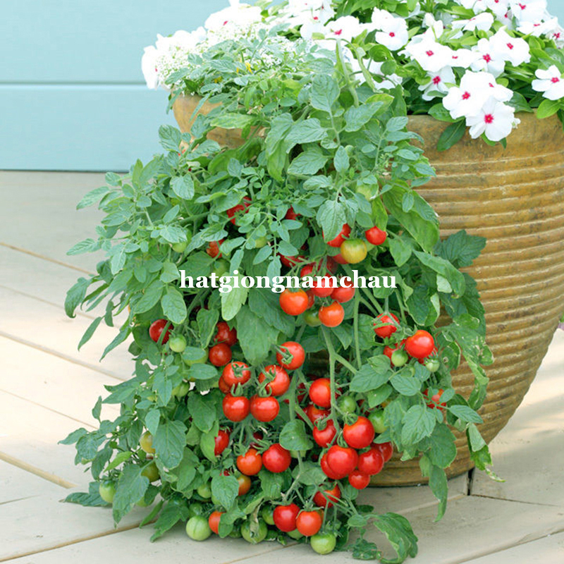 HẠT GIỐNG C&Agrave; CHUA CHERRY RỦ ĐỎ - 10 HẠT