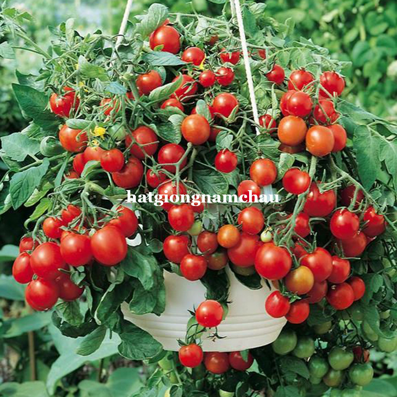 HẠT GIỐNG C&Agrave; CHUA CHERRY RỦ ĐỎ - 10 HẠT