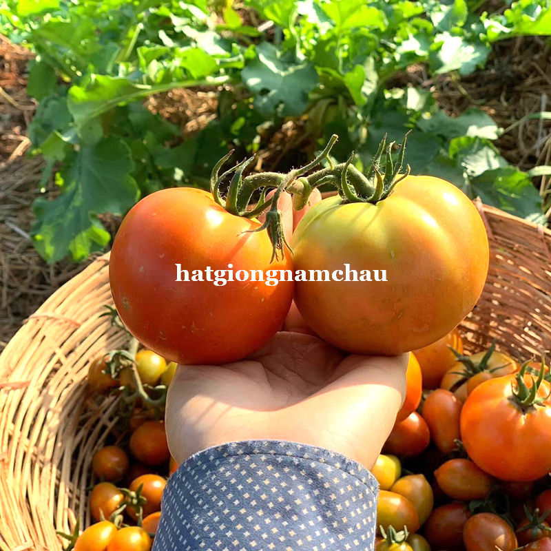 Hạt Giống C&agrave; Chua Đỏ - 50 Hạt