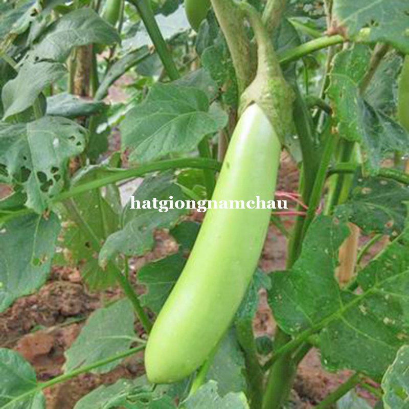 Hạt Giống Cà Xanh Mỡ - 1 Gram
