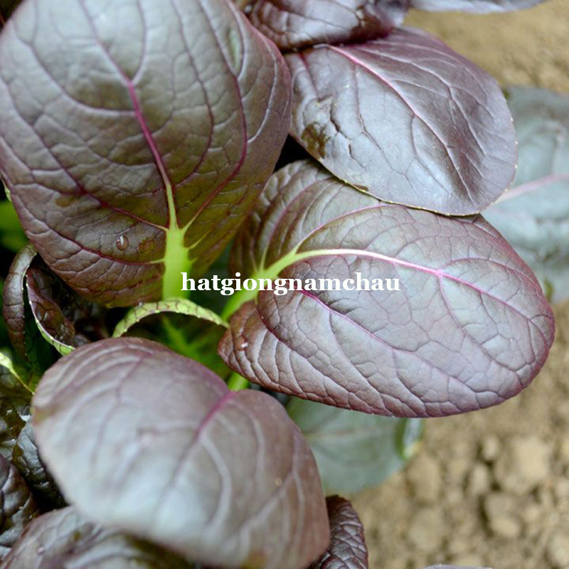 HẠT GIỐNG RAU CẢI NHẬT ĐỎ - 50 Hạt