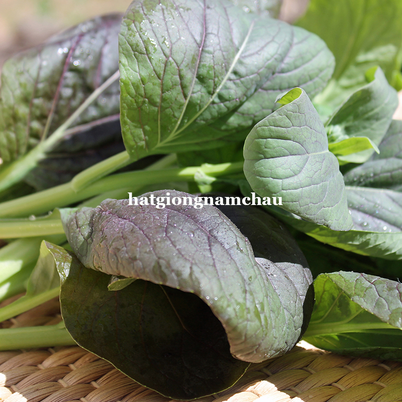HẠT GIỐNG RAU CẢI NHẬT ĐỎ - 50 Hạt
