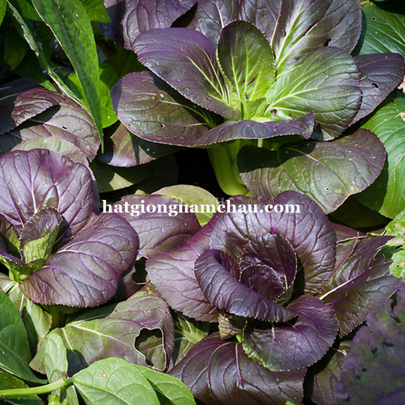 Hạt Giống Rau Cải Th&igrave;a Đỏ - 100 Hạt