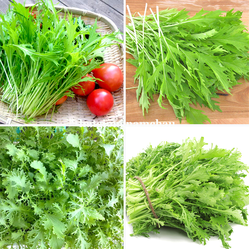 Hạt Giống Cải Đu&ocirc;i Phụng - 10 Gram