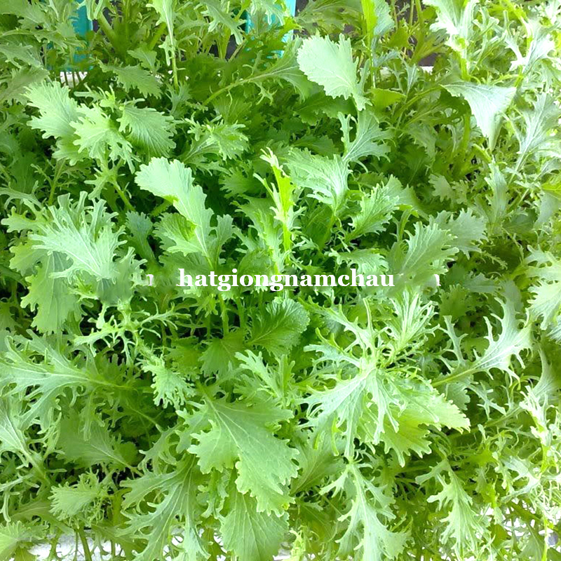 Hạt Giống Cải Đu&ocirc;i Phụng - 10 Gram