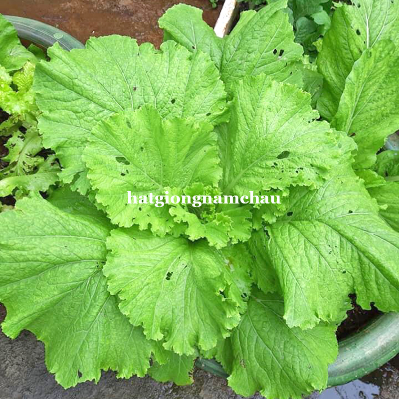 Hạt Giống Rau Cải Bẹ Xanh Mỡ - 10 Gram