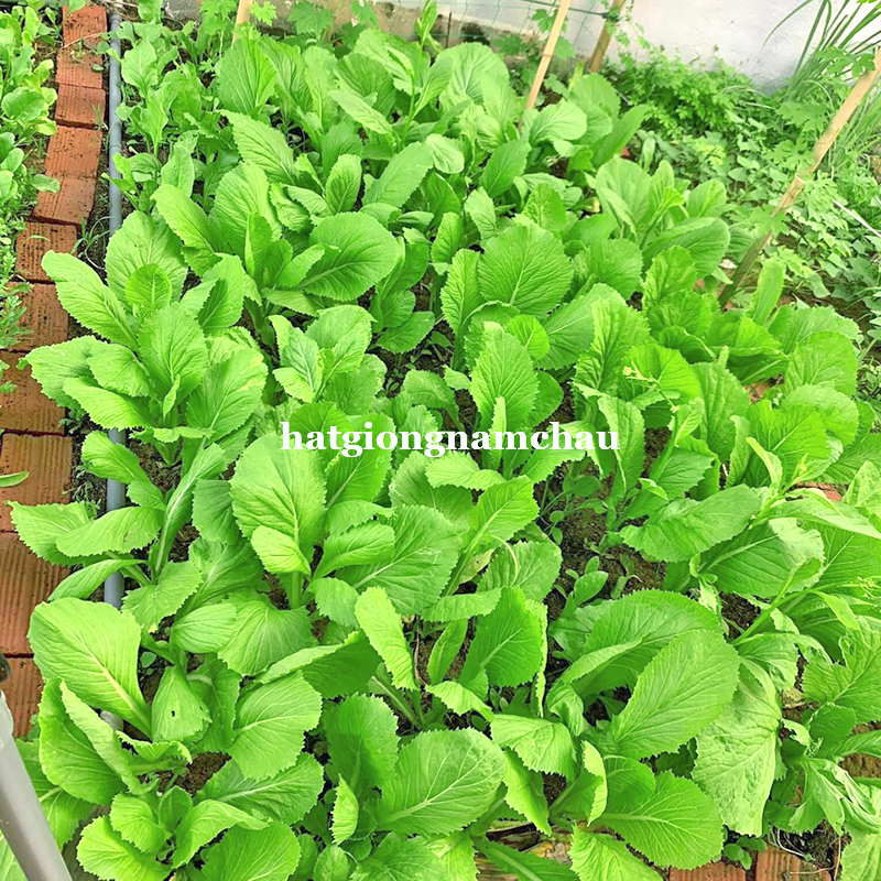 Hạt Giống Rau Cải Bẹ Xanh Mỡ - 10 Gram