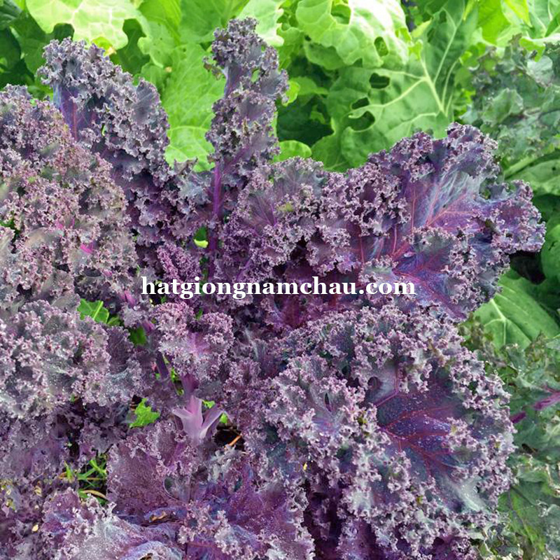 Hạt Giống Cải Xoăn Kale Đỏ - 100 Hạt