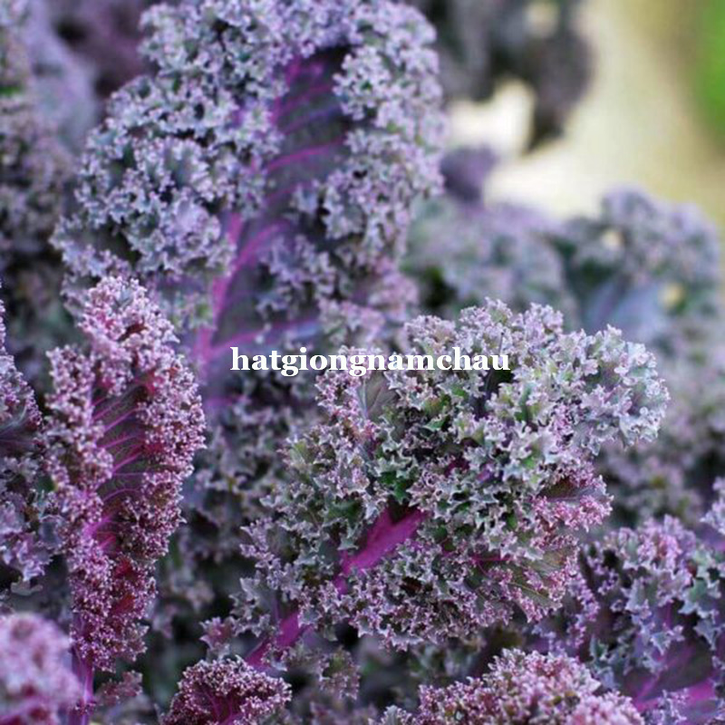 Hạt Giống Cải Xoăn Kale Đỏ - 100 Hạt