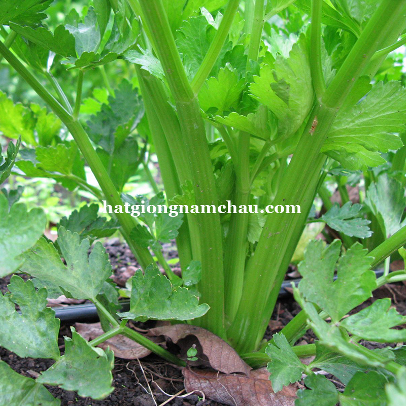 Hạt Giống Cần T&acirc;y Mĩ Khổng Lồ - 0.5 GRAM