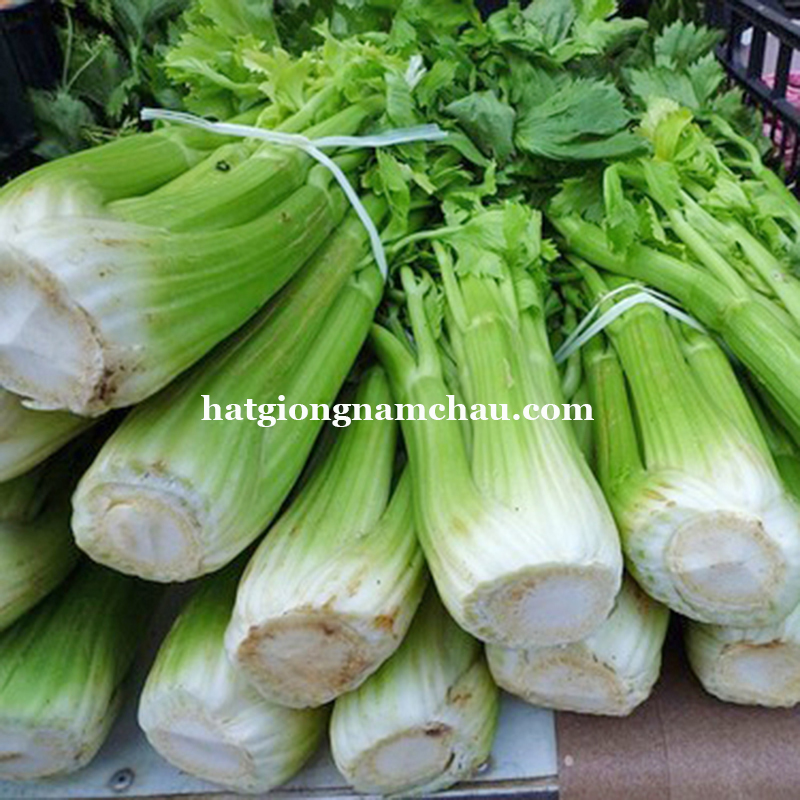 Hạt Giống Cần T&acirc;y Mĩ Khổng Lồ - 0.5 GRAM