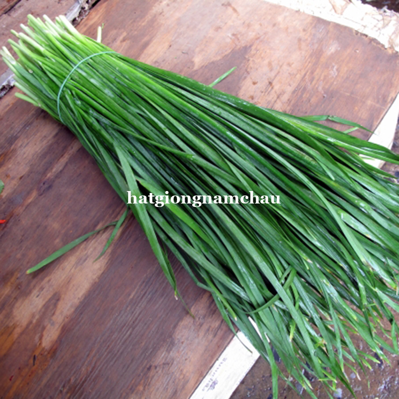 Hạt Giống C&acirc;y Hẹ - 1 Gram