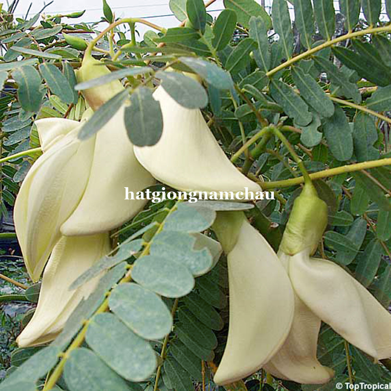 Hạt Giống C&acirc;y So Đũa - 50 Hạt