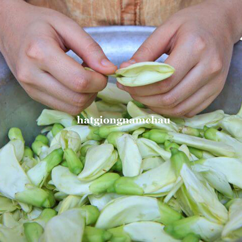 Hạt Giống C&acirc;y So Đũa - 50 Hạt