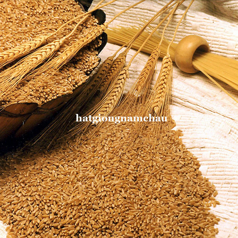 Hạt Giống Cỏ L&uacute;a Mạch - 1 Kg