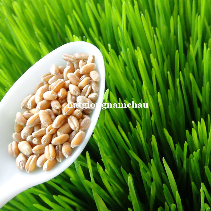 Hạt Giống Cỏ L&uacute;a Mạch - 1 Kg