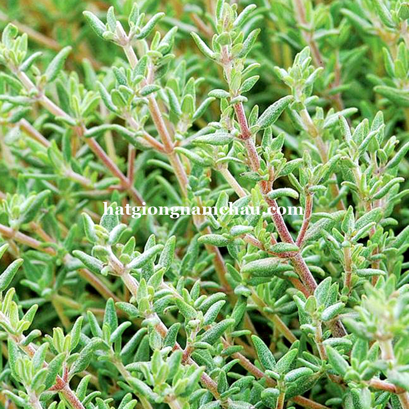 Hạt Giống Cỏ Xạ Hương Thyme - 100 Hạt