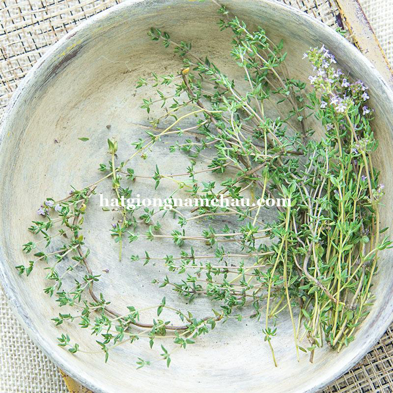 Hạt Giống Cỏ Xạ Hương Thyme - 100 Hạt