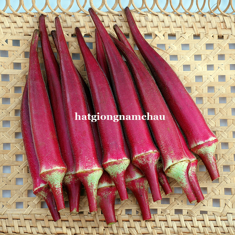 Hạt Giống Đậu Bắp Đỏ - 2 Gram