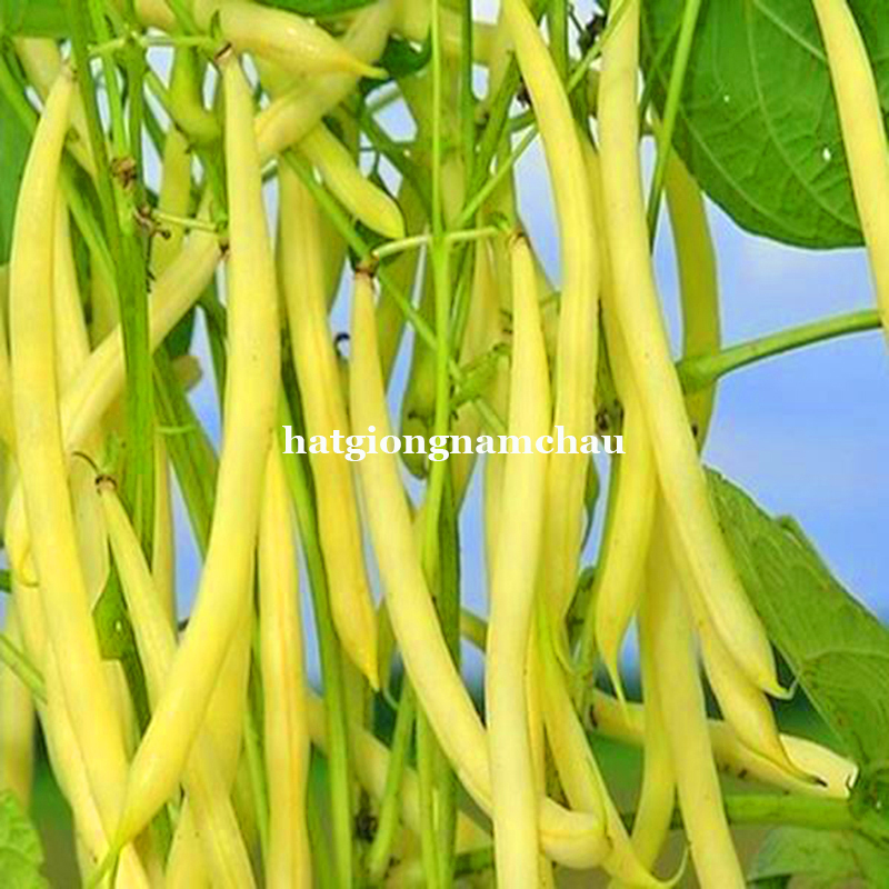 Hạt Giống Đậu Cove V&agrave;ng - 3 Gram