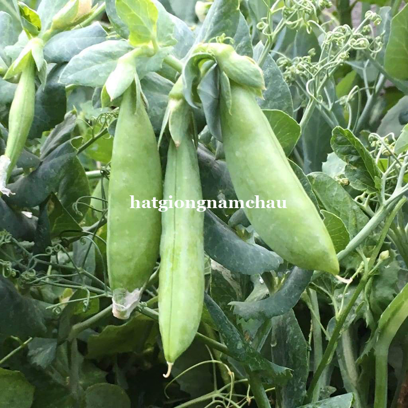 HẠT GIỐNG ĐẬU H&Agrave; LAN BỤI L&Ugrave;N - 5 GRAM