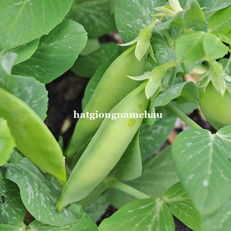 HẠT GIỐNG ĐẬU H&Agrave; LAN BỤI L&Ugrave;N - 5 GRAM